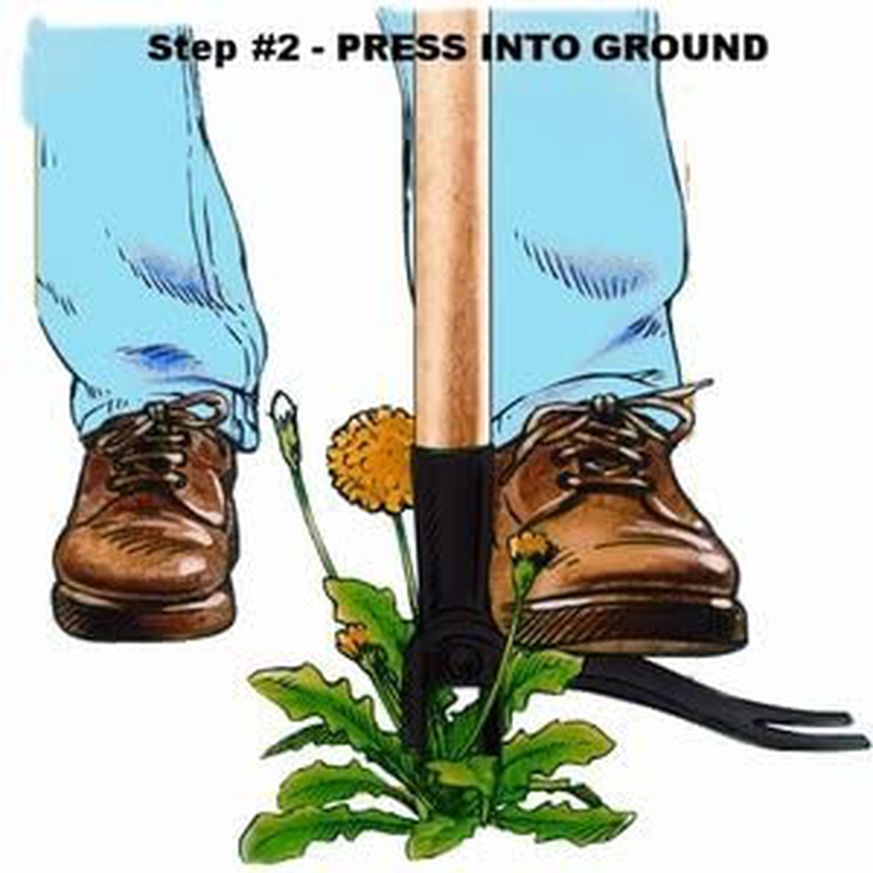 Grampa's Weeder - The Original Stand Up Weed Puller Tool with Long Handle - Made with Real Bamboo & 4-Claw Steel Head Design - Easily Remove Weeds Without Bending, Pulling, or Kneeling