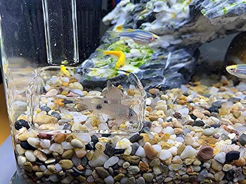 Senzeal 2X Aquarium Glass Shrimp Feeding Dish Reptiles Water Food Feeder Bowl Square