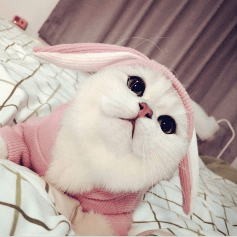 ANIAC Pet Hoodie Cat Rabbit Outfit with Bunny Ears Cute Sweatshirt Spring and Autumn Puppy Knitted Sweater Kitty Soft Knitwear