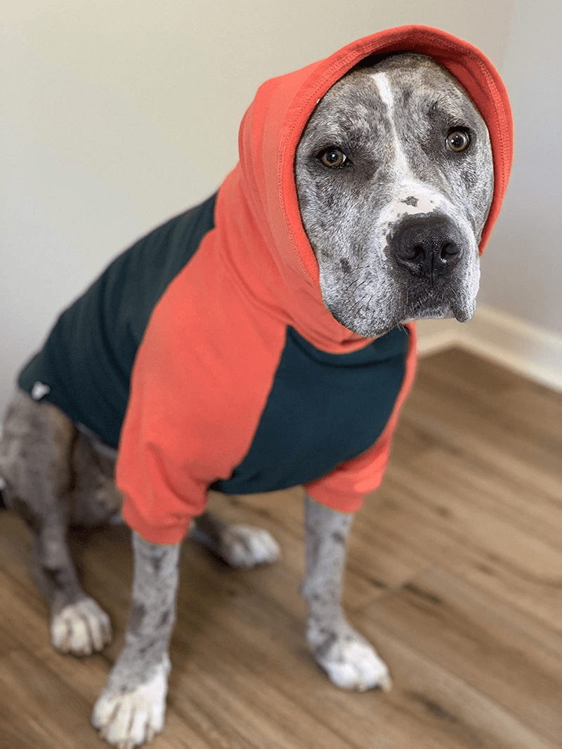 Tooth and Honey Pitbull Sweater/Large Breed Dog Sweater/Big Dog Sweatshirt/Full Belly Coverage Pullover Lightweight Sweater Dark Green & Orange Medium/Large/X Large