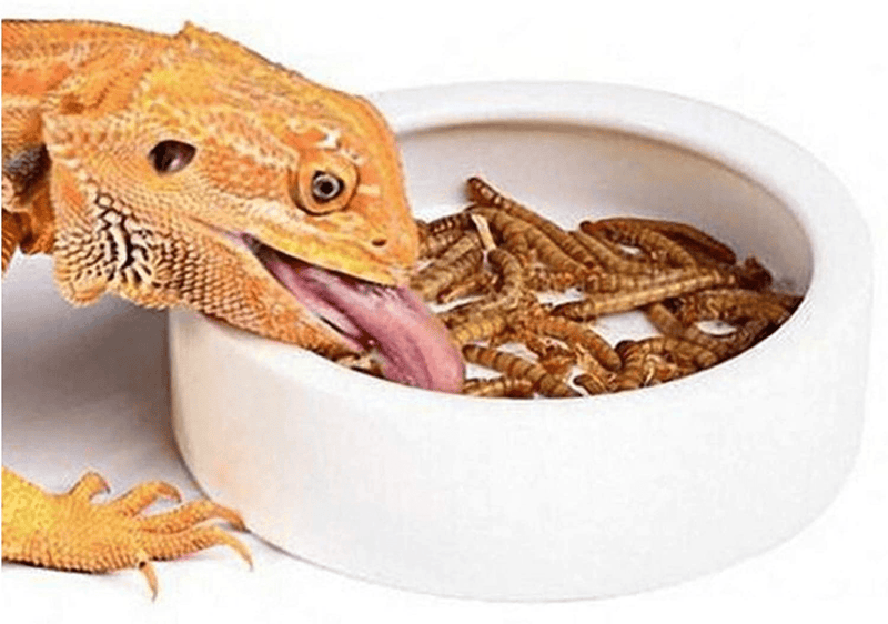 Worm Dish - Large 2 Pcs Reptile Food Water Bowl Lizard Gecko Ceramic Pet Bowls, Mealworms Bowl for Bearded Dragon Chameleon Hermit Crab Dubia Rock Reptile Cricket Dish Anti-Escape Mini Reptile Feeder
